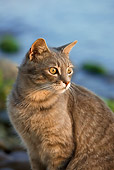 CAT 02 KH0185 01
Close-Up Of Tabby Greek Island Cat Sitting On Rocky Beach