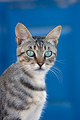 CAT 02 KH0186 01
Close-Up Of Tabby Greek Island Cat Sitting