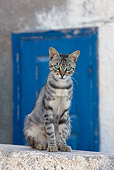 CAT 02 KH0187 01
Tabby Greek Island Cat Sitting On Cement Wall By Blue Door