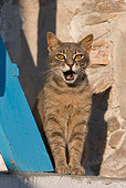CAT 02 KH0188 01
Tabby Greek Island Cat Sitting And Meowing