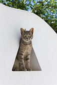 CAT 02 KH0189 01
Tabby Greek Island Cat Sitting In Triangle Window In White Garden Wall