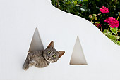 CAT 02 KH0190 01
Tabby Greek Island Cat Peeking Out Of Triangle Window In White Garden Wall