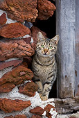 CAT 02 KH0195 01
Tabby Greek Island Cat Standing By Red Stone Wall