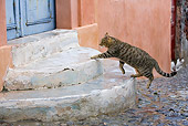 CAT 02 KH0196 01
Tabby Greek Island Cat Walking Up Steps