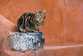 CAT 02 KH0198 01
Tabby Greek Island Cat Crouching On Stone