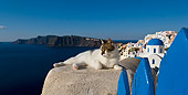 CAT 02 KH0202 01
Tabby And White Greek Island Cat Laying On Cement Wall