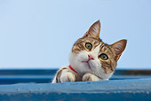 CAT 02 KH0208 01
Tabby And White Greek Island Cat Laying On Blue Balcony Peeking Through Railing