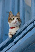 CAT 02 KH0209 01
Tabby And White Greek Island Cat Laying On Blue Balcony Peeking Through Railing