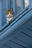 CAT 02 KH0210 01
Tabby And White Greek Island Cat Laying On Blue Balcony Peeking Through Railing