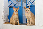 CAT 02 KH0211 01
Two Orange Tabby Greek Island Cats Sitting By Blue Door