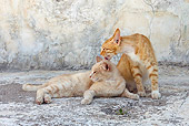 CAT 02 KH0212 01
Two Orange Tabby Greek Island Cats Laying On Pavement Grooming