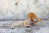 CAT 02 KH0213 01
Two Orange Tabby Greek Island Cats Laying On Pavement Grooming
