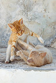 CAT 02 KH0215 01
Two Orange Tabby Greek Island Cats Fighting