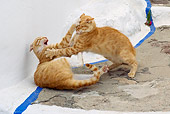 CAT 02 KH0216 01
Two Orange Tabby Greek Island Cats Fighting