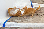 CAT 02 KH0217 01
Two Orange Tabby Greek Island Cats Fighting