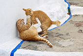 CAT 02 KH0218 01
Two Orange Tabby Greek Island Cats Fighting
