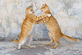 CAT 02 KH0220 01
Two Orange Tabby Greek Island Cats Fighting