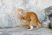 CAT 02 KH0221 01
Two Orange Tabby Greek Island Cats Fighting