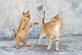 CAT 02 KH0222 01
Two Orange Tabby Greek Island Cats Fighting