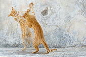 CAT 02 KH0225 01
Two Orange Tabby Greek Island Cats Fighting