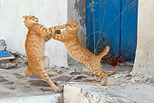 CAT 02 KH0226 01
Two Orange Tabby Greek Island Cats Fighting
