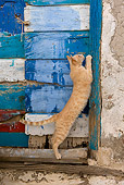 CAT 02 KH0227 01
Orange Tabby Greek Island Cat Standing By Wall Looking Up