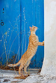 CAT 02 KH0228 01
Orange Tabby Greek Island Cat Standing By Wall Looking Up