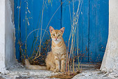 CAT 02 KH0232 01
Orange Tabby Greek Island Cat Sitting By Blue Door