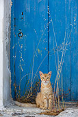 CAT 02 KH0233 01
Orange Tabby Greek Island Cat Sitting By Blue Door
