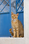 CAT 02 KH0234 01
Orange Tabby Greek Island Cat Sitting By Blue Door