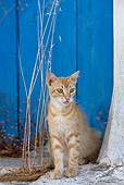 CAT 02 KH0235 01
Orange Tabby Greek Island Cat Sitting By Blue Door