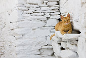 CAT 02 KH0237 01
Orange Tabby Greek Island Cat Laying By White Stone Wall
