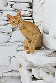 CAT 02 KH0238 01
Orange Tabby Greek Island Cat Sitting By White Stone Wall