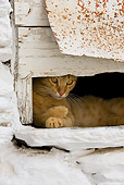 CAT 02 KH0239 01
Orange Tabby Greek Island Cat Laying On White Windowsill