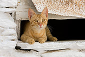 CAT 02 KH0240 01
Orange Tabby Greek Island Cat Laying On White Windowsill