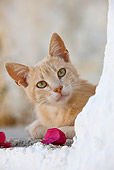 CAT 02 KH0241 01
Orange Tabby Greek Island Cat Peeking Around Wall By Pink Flower