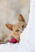 CAT 02 KH0242 01
Orange Tabby Greek Island Cat Peeking Around Wall By Pink Flower