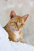 CAT 02 KH0243 01
Orange Tabby Greek Island Cat Laying On White Wall