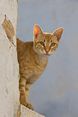 CAT 02 KH0245 01
Orange Tabby Greek Island Cat Peeking Around Wall