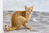 CAT 02 KH0248 01
Orange Tabby Greek Island Cat Sitting On Street Scratching Face