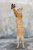 CAT 02 KH0250 01
Orange Tabby Greek Island Cat Catching Bird