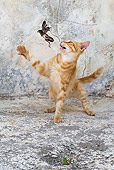 CAT 02 KH0251 01
Orange Tabby Greek Island Cat Chasing Bird