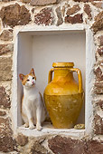 CAT 02 KH0253 01
Orange And White Tabby Greek Island Cat Sitting By Vase In Stone Wall