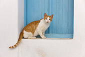 CAT 02 KH0254 01
Orange And White Tabby Greek Island Cat Sitting By Blue Window