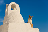 CAT 02 KH0255 01
Orange And White Tabby Greek Island Cat Sitting On White Roof By Chimney