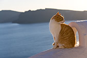 CAT 02 KH0256 01
Orange And White Tabby Greek Island Cat Sitting On White Roof By Chimney