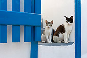 CAT 02 KH0258 01
Greek Island Cat And Kitten Sitting On Stairs By Blue Gate