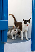 CAT 02 KH0259 01
Greek Island Cat And Kitten Standing On Stairs By Blue Gate Licking Mouths