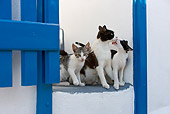 CAT 02 KH0260 01
Greek Island Cat And Two Kittens Sitting On Stairs By Blue Gate