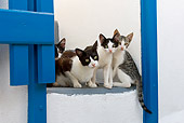 CAT 02 KH0261 01
Greek Island Cat And Three Kittens Sitting On Stairs By Blue Gate